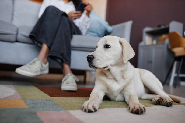 Retrato de vista frontal de lindo cachorro blanco tirado en el suelo en casa por pies de mujer, espacio de copia - Foto, imagen