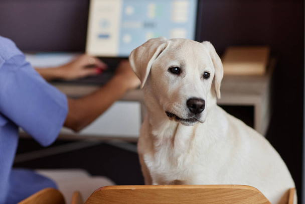女性に会社を維持しながら机の上に座っているかわいい白い犬の肖像画 - 写真・画像