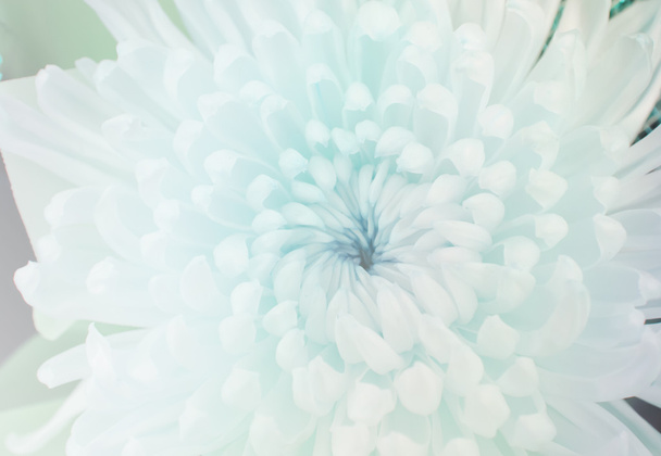 flor de crisantemo en estilo suave
 - Foto, imagen