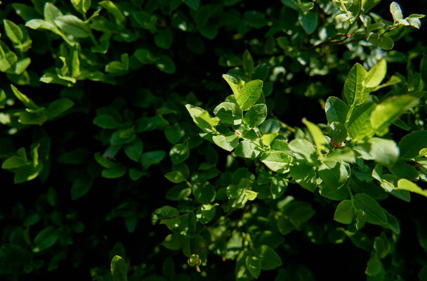 Vaccinium myrtillus. Blueberry or billberry plant in the forest. - Fotó, kép