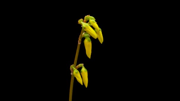 Time-lapse de apertura flor de Forsythia amarillo. Flor Forsythia floreciendo sobre fondo negro - Metraje, vídeo