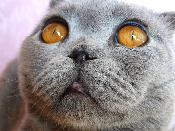 scottish fold cat animal closeup - Foto, Imagem