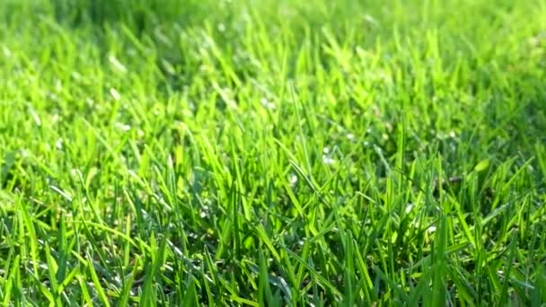 Green fresh grass as a nice footage background - Felvétel, videó
