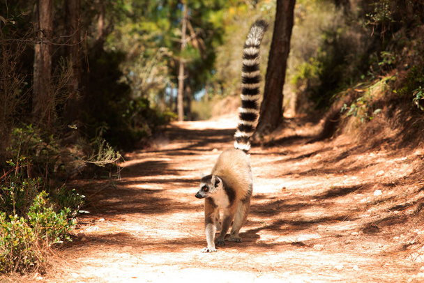 šedý lemur v přírodním prostředí v soukromém parku Madagaskar. Zblízka roztomilý primát. Vtipné roztomilé malé zvíře - Fotografie, Obrázek