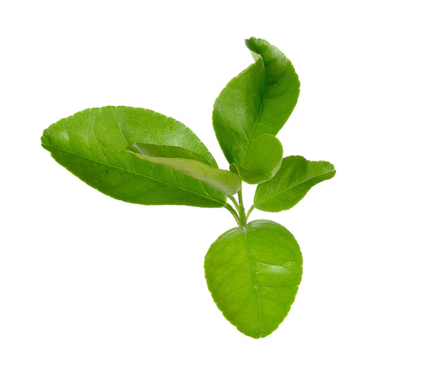 Fresh lime leaves isolated on white background - Фото, изображение