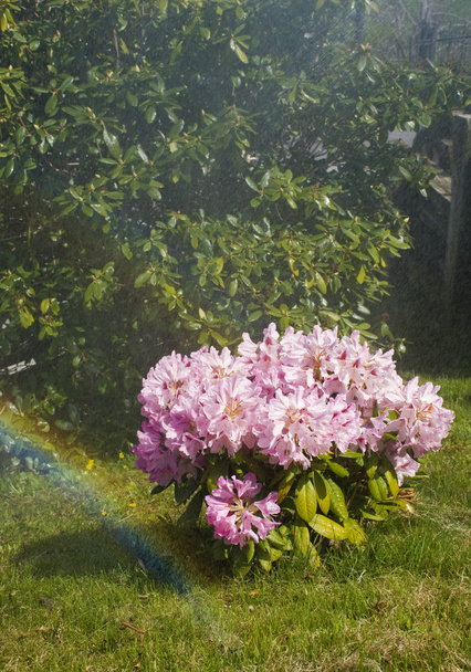 Rhododendron with the rainbow - Φωτογραφία, εικόνα
