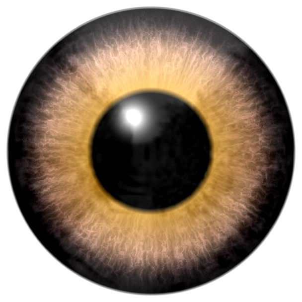Detalhe do olho com íris de cor marrom e pupila preta
 - Foto, Imagem