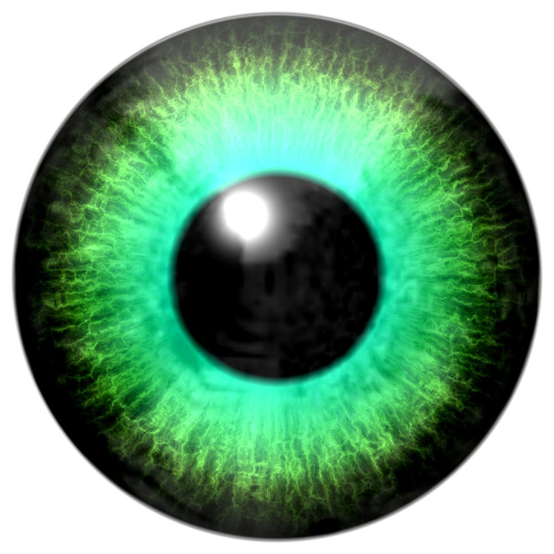 Detalhe do olho com íris de cor verde claro e pupila preta
 - Foto, Imagem