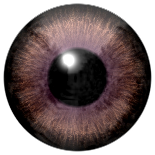 Detal oko brązowe tęczówki kolorowe i czarny źrenica - Zdjęcie, obraz