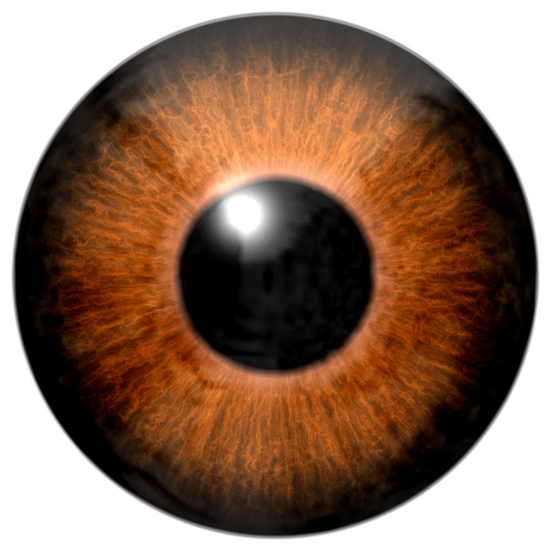 Detalle del ojo con iris de color marrón y pupila negra
 - Foto, imagen