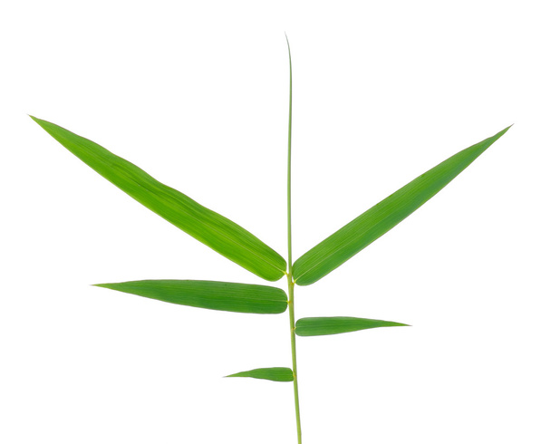 Folha de bambu isolada no fundo branco
 - Foto, Imagem