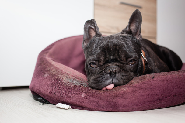 Tired french bulldog - Photo, Image