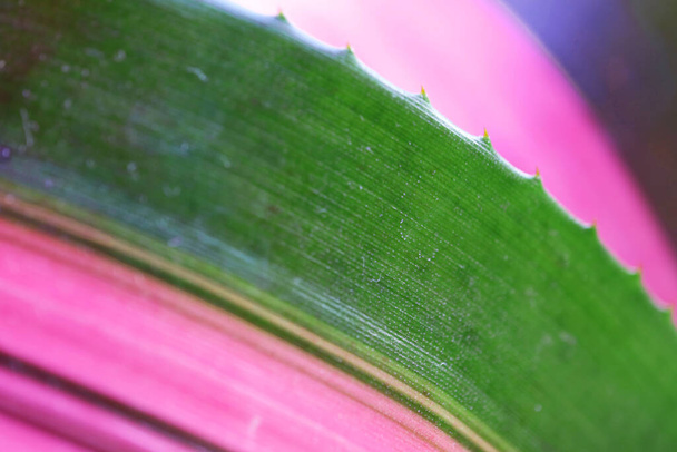Dikenli Bromeliad Yaprak Neoregelia Wolfgang Bitkisinin Yakın Çekimi - Fotoğraf, Görsel