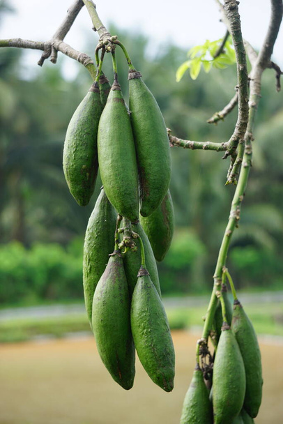 Owoc Ceiba pentandra (bawełna, Java kapok, jedwabna bawełna, samauma) z naturalnym tłem. Indonezyjczyk używał tej rośliny jako łóżka. - Zdjęcie, obraz