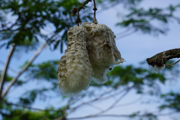 The fruit of Ceiba pentandra (cotton, Java kapok, silk cotton, samauma) with a natural background. Indonesian used this plant as bed - Photo, Image