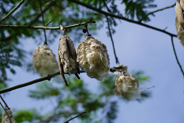 The fruit of Ceiba pentandra (cotton, Java kapok, silk cotton, samauma) with a natural background. Indonesian used this plant as bed - Photo, Image