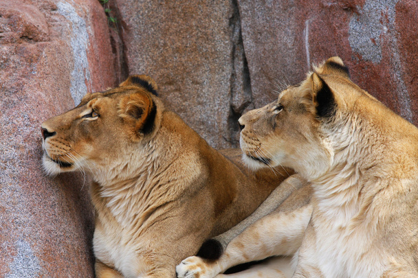 Due leonesse che guardano in alto
 - Foto, immagini