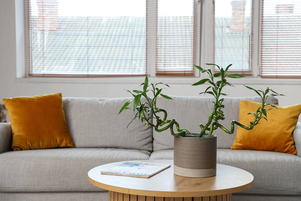 Tiges de bambou sur table basse et canapé gris dans le salon - Photo, image
