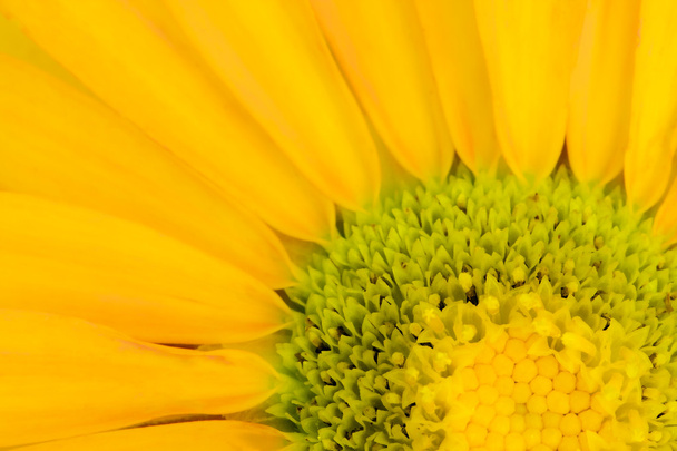 a romantika daisy részlete - Fotó, kép