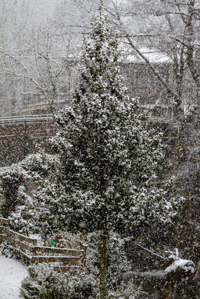 A snow covered tree - Photo, Image