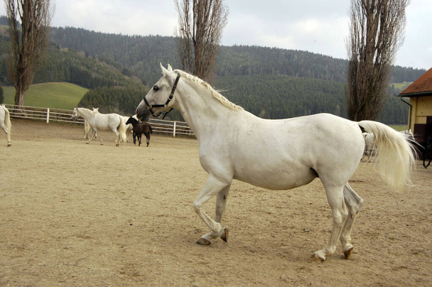 リピッツァー 有名な馬とアイコン - 写真・画像