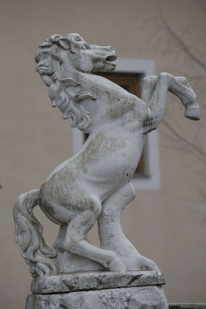 El Lipizzaner un caballo famoso y un icono - Foto, Imagen