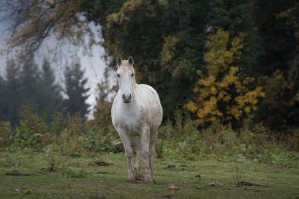 Η Lipizzaner ένα διάσημο άλογο και μια εικόνα - Φωτογραφία, εικόνα