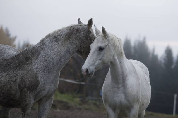 Липчанин - знаменитая лошадь и икона - Фото, изображение