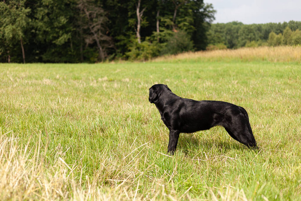 preto labrador retriever cão de pé no campo não olhando para a câmera - Foto, Imagem