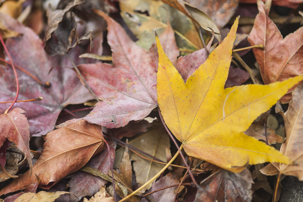 Yellow maple leaf - Photo, Image
