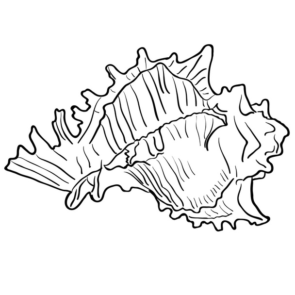Marine hand drawn shell. - Vetor, Imagem