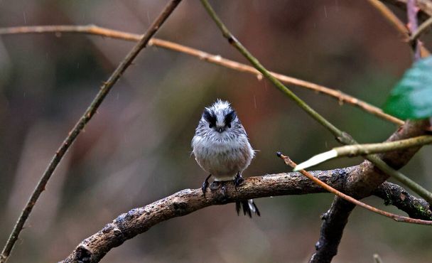 Long tailed tits perched in the rain - Foto, Imagen