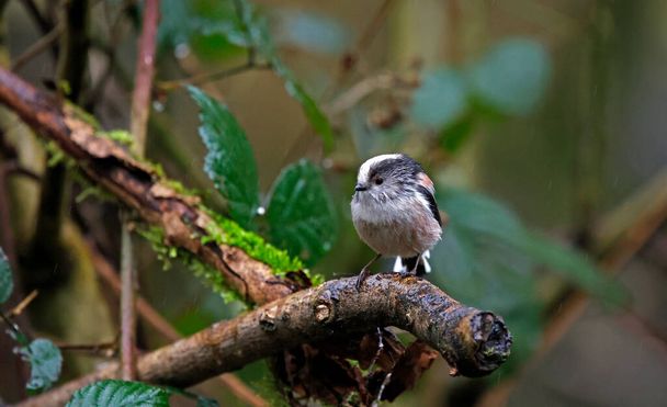 Long tailed tits perched in the rain - Foto, Bild