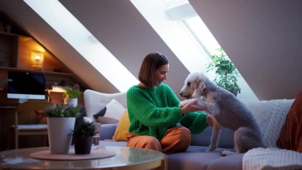 Female owner playing with joyful dog at home. Happy young woman enjoying ball games with her cute fluffy puppy at sofa. Playing with dog concept - Footage, Video