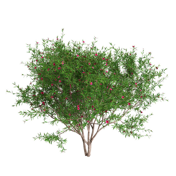 Ilustración 3d del árbol de Leptospermum scoparium aislado sobre fondo blanco - Foto, imagen