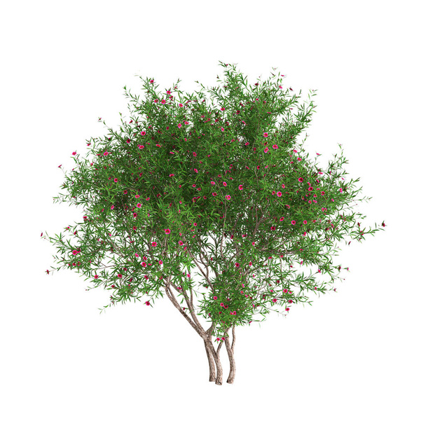 Illustration 3D de Leptospermum scoparium isolé sur fond blanc - Photo, image