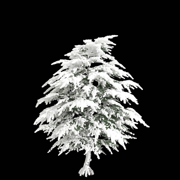 Illustration 3D de l'arbre couvert de neige Cedrus libani isolé sur fond noir - Photo, image