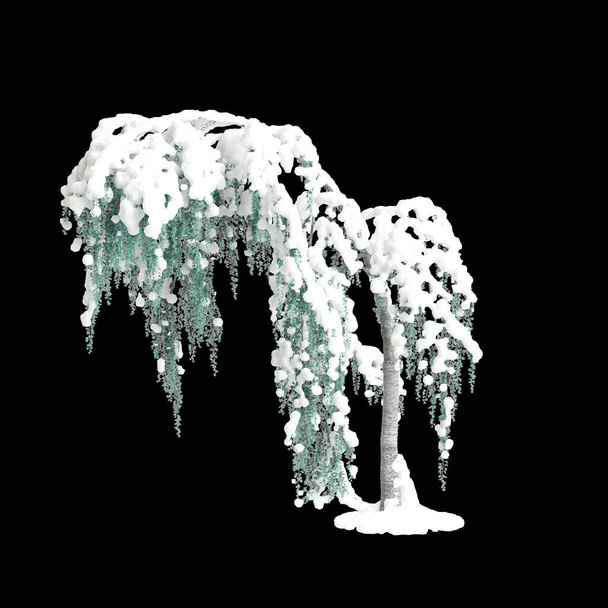 Ilustração 3d de Cedrus atlantica Glauca Pendula árvore coberta de neve isolada em fundo preto - Foto, Imagem