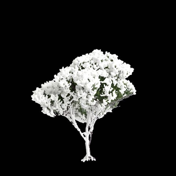 3D ilustracja Pinus pinea śniegu pokryte drzewo izolowane na czarnym tle - Zdjęcie, obraz