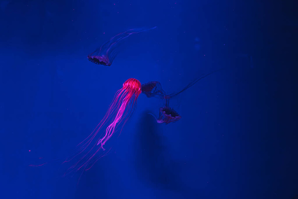 podwodne zdjęcia meduzy chrysaora pacifica meduza japońskie morze pokrzywa zbliżenie - Zdjęcie, obraz