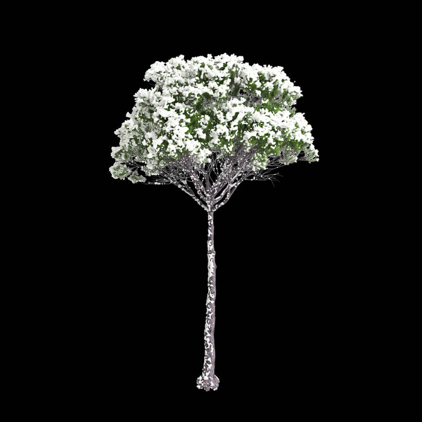 3D ilustracja Pinus pinea śniegu pokryte drzewo izolowane na czarnym tle - Zdjęcie, obraz
