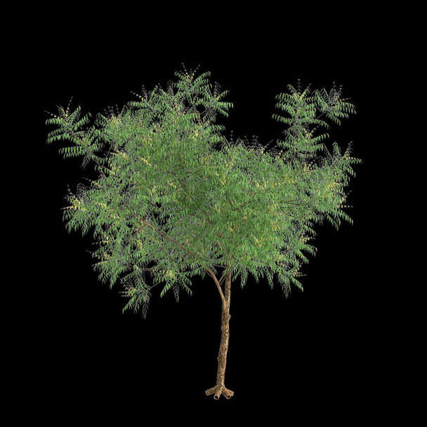 3d kuva Azadirachta indica puu eristetty mustalla pohjalla - Valokuva, kuva