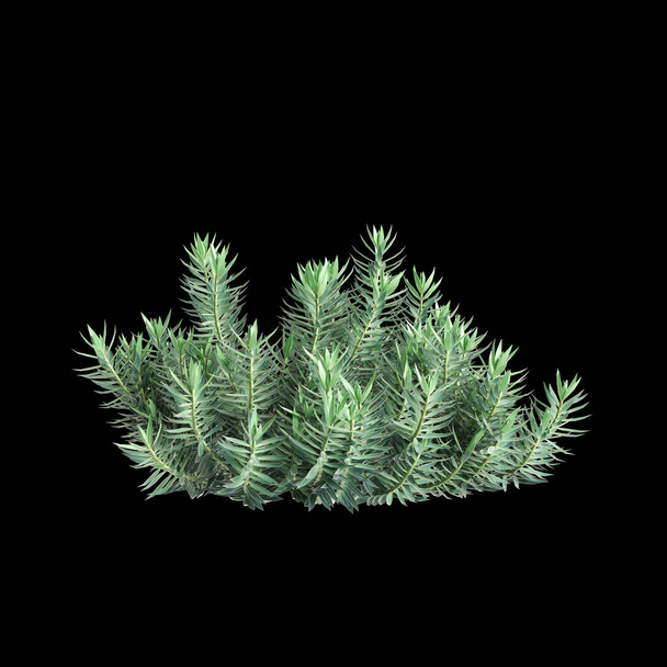 3D εικονογράφηση του Euphorbia rigida θάμνος απομονώνονται σε μαύρο φόντο - Φωτογραφία, εικόνα