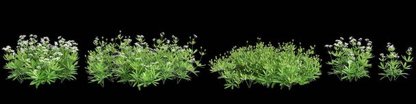 Ilustração 3d do conjunto Galium odoratum arbusto isolado sobre fundo preto - Foto, Imagem