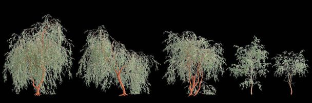 3d illusztrációja készlet Eucalyptus caesia fa elszigetelt fekete alapon - Fotó, kép