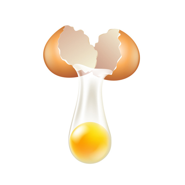 Cáscaras de huevo rotas aisladas en vector blanco
 - Vector, Imagen