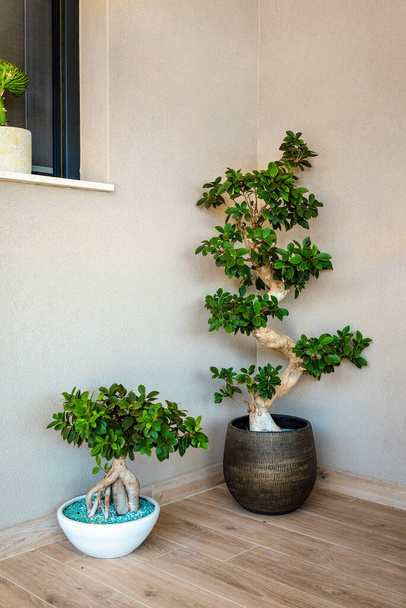 Zwei exquisite Bonsaibäume. Ein harmonisches Schauspiel entfaltet sich, wenn ein kleinerer Bonsai-Baum anmutig ein größeres Gegenstück ergänzt, jedes sorgfältig bis zur Perfektion gefertigt.  - Foto, Bild