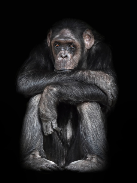 Common Chimpanzee (Pan troglodytes) - Photo, Image