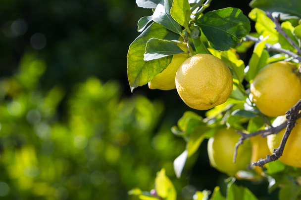 Sitruunat Kaliforniassa
 - Valokuva, kuva