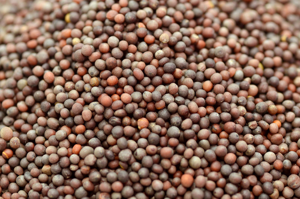 Indian Brown Mustard Seeds - Φωτογραφία, εικόνα